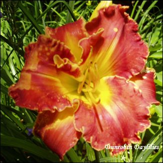 Dunrobin Daylilies Future redgold-08